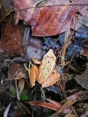 Pristimantis thectopternus