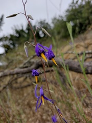 Conanthera bifolia