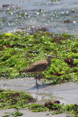 Numenius phaeopus hudsonicus