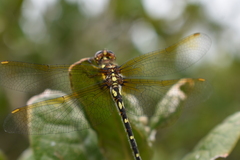 Gomphomacromia paradoxa