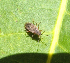 Rhypodes clavicornis