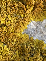 Xanthoria calcicola