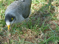 Manorina melanocephala