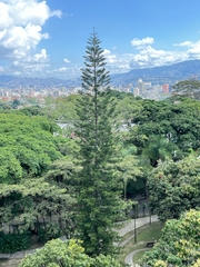 Araucaria heterophylla
