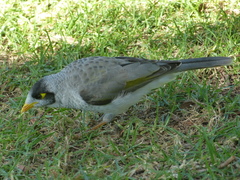 Manorina melanocephala