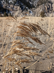 Bromus riparius