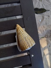 Conus leopardus