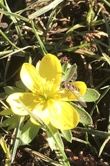 Episyrphus balteatus