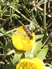 Episyrphus balteatus