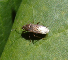 Rhypodes clavicornis