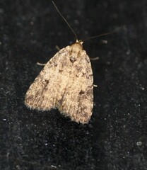 Tolpia conscitulana