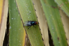 Copestylum nigripes
