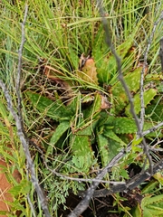 Aloe greatheadii davyana