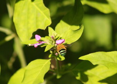 Amegilla cingulata