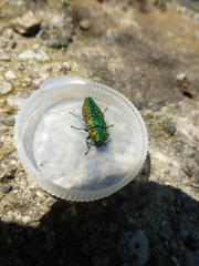 Lamprodila