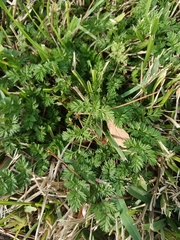 Torilis nodosa