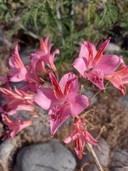 Alstroemeria ligtu ligtu