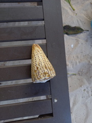 Conus leopardus