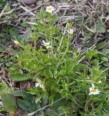 Chaetopappa asteroides