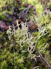 Cladonia scabriuscula