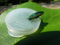 Lamprodila