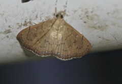 Hyalobathra crenulata