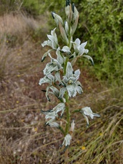 Chloraea multiflora