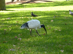 Threskiornis molucca