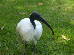 Threskiornis molucca