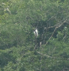 Pseudastur albicollis