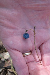 Caulophyllum thalictroides