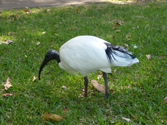Threskiornis molucca