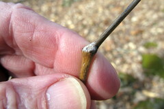 Caulophyllum thalictroides