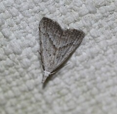 Meganola brunellus