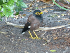 Acridotheres tristis