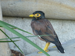 Acridotheres tristis