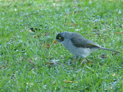 Manorina melanocephala