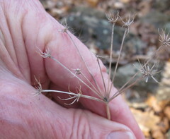 Zizia aurea