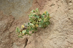 Oxalis megalorrhiza