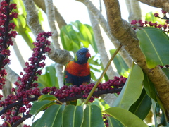 Trichoglossus moluccanus