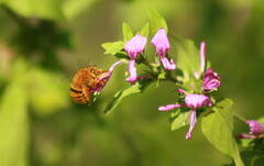 Amegilla bombiformis