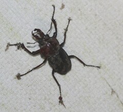 Cacostomus squamosus