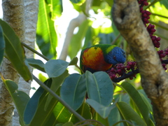 Trichoglossus moluccanus