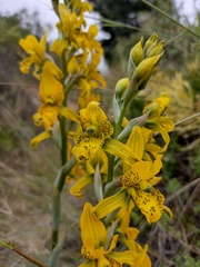 Chloraea gavilu