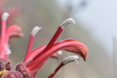 Lobelia tupa
