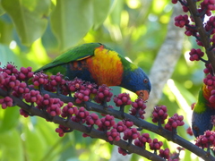 Trichoglossus moluccanus