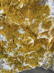 Xanthoria calcicola