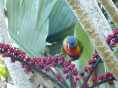 Trichoglossus moluccanus