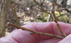 Dirca palustris