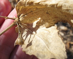 Silene stellata